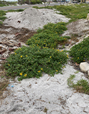 Beach Sunflowers & Resiliency