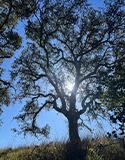 California Native Oaks. A Sense of Place