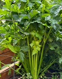 Celery Seeds & Crown Plantings, Photo by Meadowlark Journal