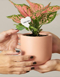 Cultivating Gratitude, Hands and a potted plant, Photo by The Sill