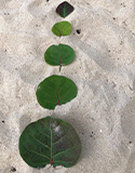 Does (Leaf) Size Matter, Photo by L. Fleming