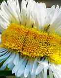 Yellow flower. Photo by The Seed Collection