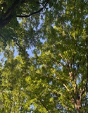 Forest Bathing