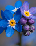 Forget Me Not Flowers, Dementia & Seed Pots