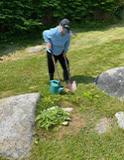 Guerilla Gardening