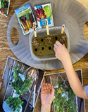 Hydroponic Gardening. Sowing Seed