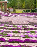 Lavender Labyrinth- Multi-Session Multi-Group Installation