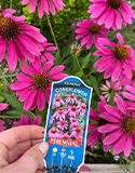 Multiple Relocations' Sense of Place, Photo by Everyday Gardener