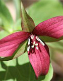 Ontairo Wildflowers. Photo by W. Muma