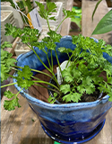Potted plants. Photo by L. Fleming & The Nosher
