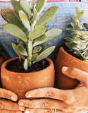 hand held potted plants