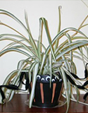 Scary Spider Plant Pot