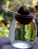 avocado in water, Photo by Instructables.com, Scottgrowsanavocadotree & HGTV