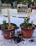 Halloween themed potted plants. Photo by J. Brown