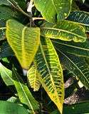 Spots, Dots & Stripes on Variegated Leaves, Photo by L. Fleming