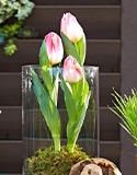 Spring Kokedama in Vases