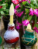 Waxing Amaryllis Bulbs, Photo by Connecticut Public Journal & Get Busy Gardening.com