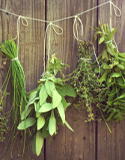 air drying leafy herbs -Photo by Alabama Cooperative Extension System