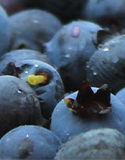 blueberries, Photo by Unsplash