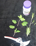 herb propagation by cuttings, Photo by D. Relf, Rural Sprout, Homestead & Chill, Sask Today.ca