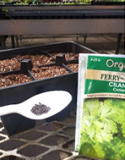 herb propagation from seed, Photo by D. Relf