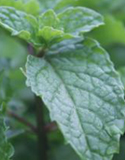 smelling culinary herbs, Photos by D. Relf, GrowJoy, Bonnie Plants, Dengarden & Nurseries Online