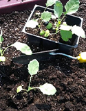 transplanting herbs to the outdoor garden, Photo by Diane Relf