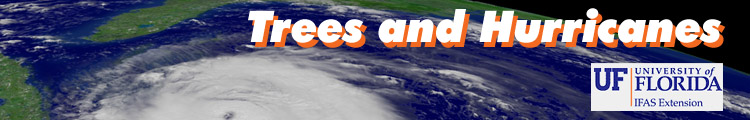 Trees and Hurricanes
