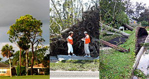 Trees and Hurricanes