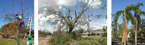 Trees and Hurricanes