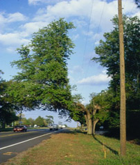 Trees and Power Lines - Edward F. Gilman - UF/IFAS