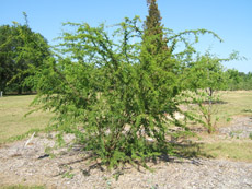 Sweet Acacia in the Spring