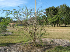 Sweet Acacia in the Winter