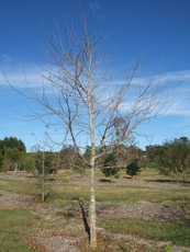 Trident Maple in the Winter