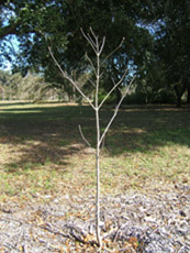 Red Buckeye in the Winter