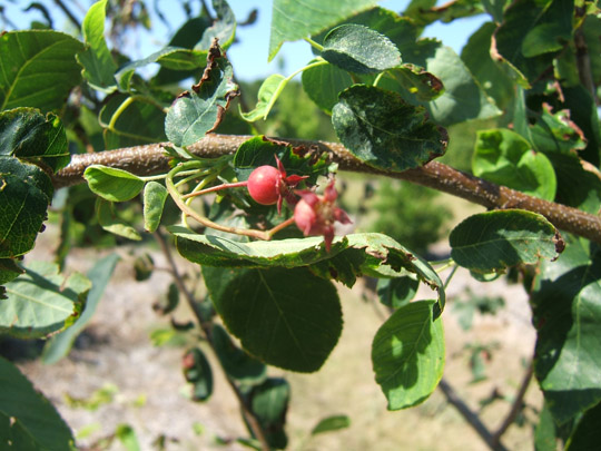 Downy Serviceberry Fruit