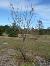 Downy Serviceberry in the Winter