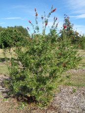 Red Bottlebrush in the Winter