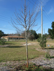 American Hornbeam in the Winter