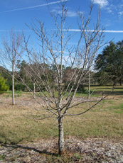 Eastern Redbud in the Winter