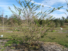 Chinese Fringetree in the Winter