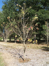 Flowering Dogwood in the Winter