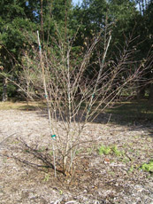 Swamp Dogwood in the Winter