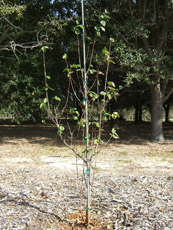 Cornelian Cherry Dogwood in the Winter