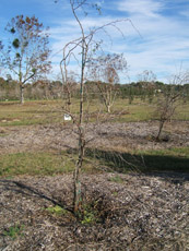 Yellowleaf Hawthorn in the Winter