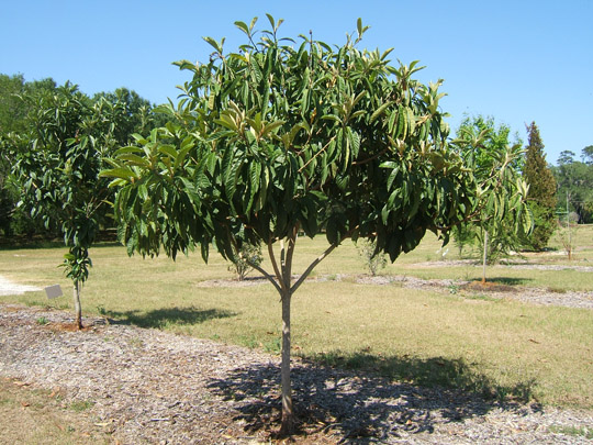 Loquat in the Spring