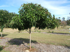 Loquat in the Winter