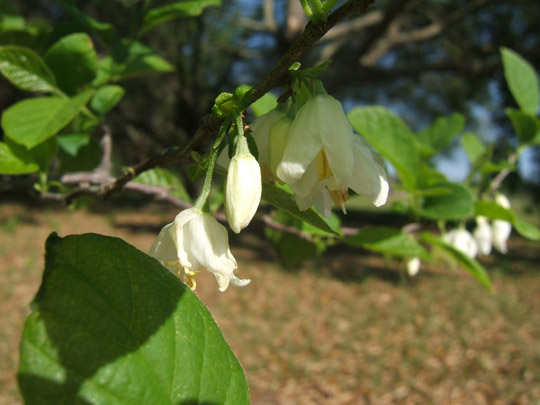 Two-winged Silverbell Flowers