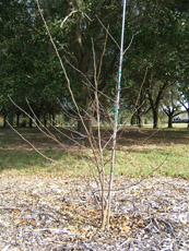 Two-winged Silverbell in the Winter