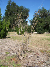 Chinese Witchhazel in the Winter